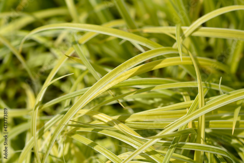 Japanese Grass Sedge
