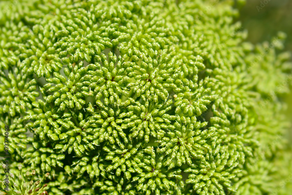 Toothpick bullwort Blutenball Toothpick bullwort Blutenball