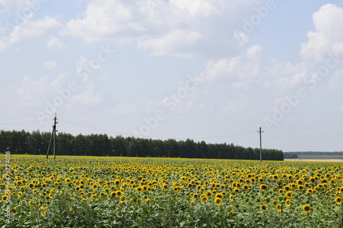 field of sunflowers
