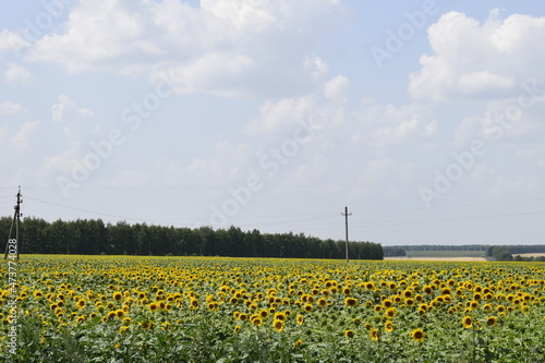 field of sunflowers