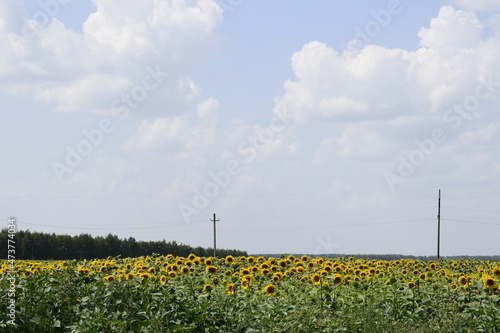 field of sunflowers
