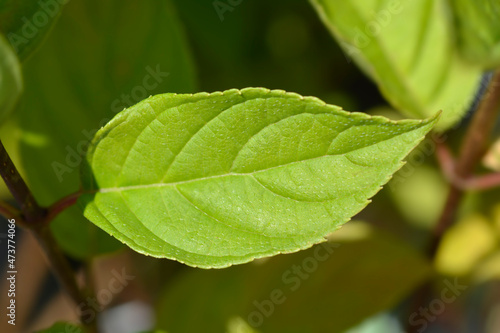 Paniculate hydrangea Little Lime