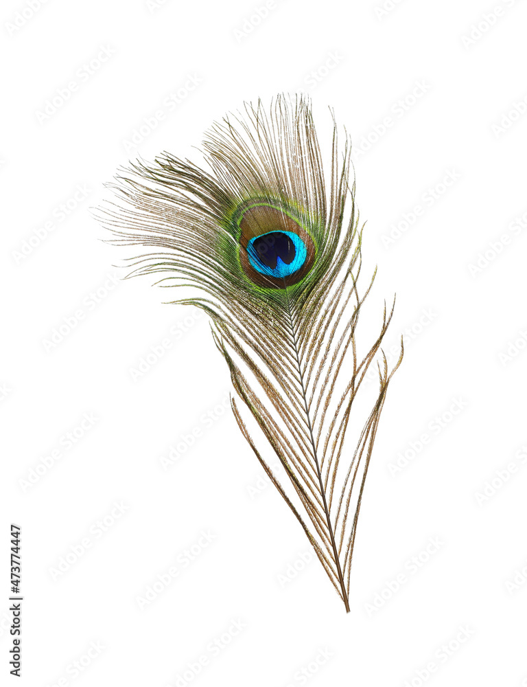 Fototapeta premium Beautiful bright peacock feather on white background