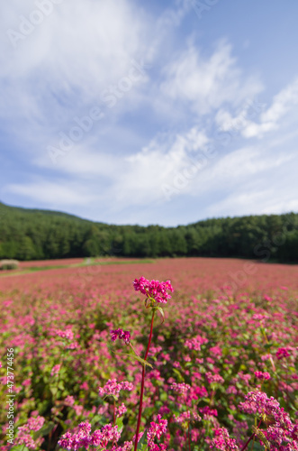 赤蕎麦の花