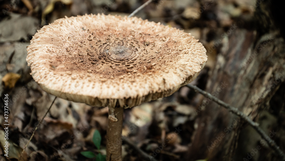 Parasol mushroom (Macrolepiota procera) on the forest floor Parasol mushroom (Macrolepiota procera) on the forest floor