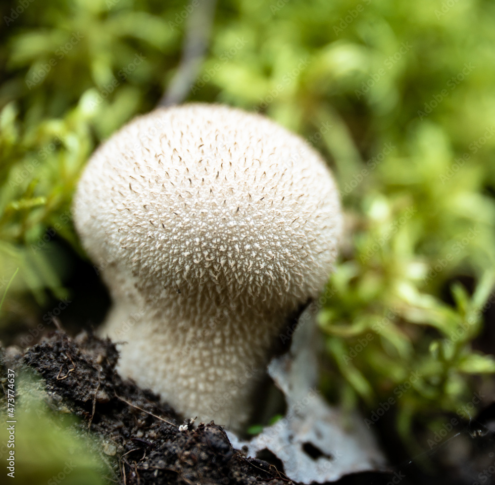 Common puffball (Lycoperdon perlatum) on the forest floor Common puffball (Lycoperdon perlatum) on the forest floor