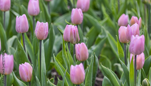 pink tulip flowers on bright green background
