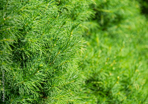 Canadian spruce Picea glauca Conica in focus on left. Close-up bright green young short needles on blurred background. Nature concept for design. Place for your text. Selective focus