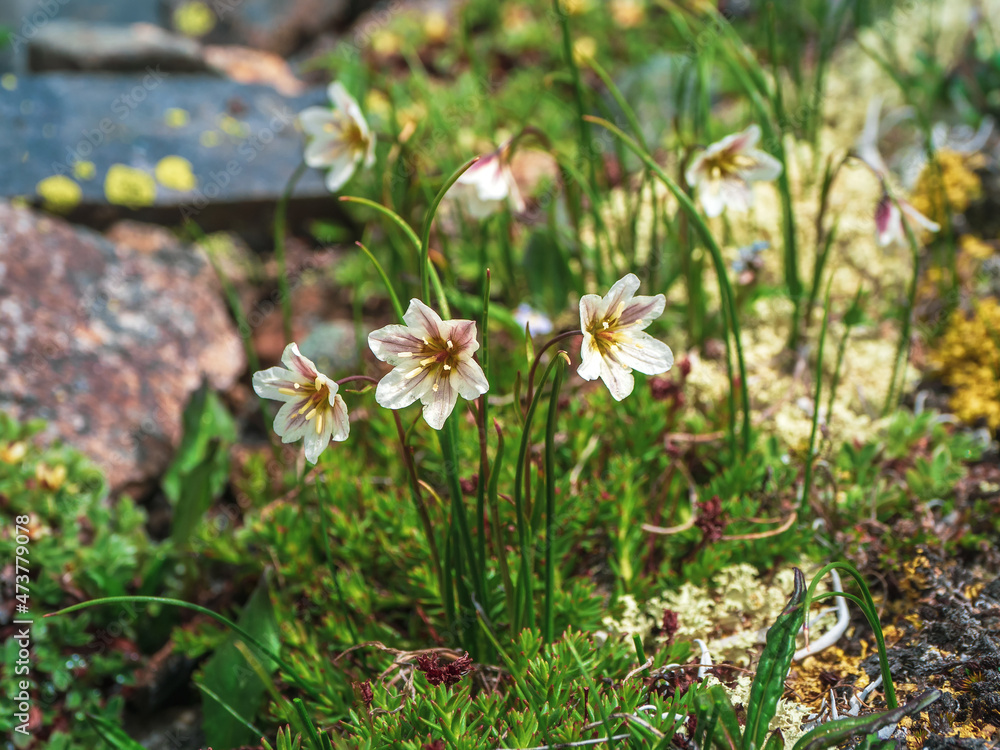 Fragrant wild mountain flowers. Lloydia serotina - Alp Lily, Mountain wildflower in Siberia.