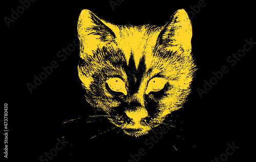 cat on black