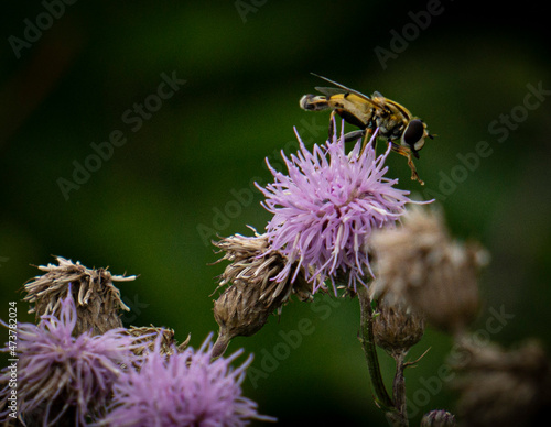 Bee Pollinating On Purple Flower.