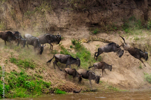Nile crocodile hunting wildebeest, while they crossing the Mara river in Serengeti national park, Tanzania. Great migration