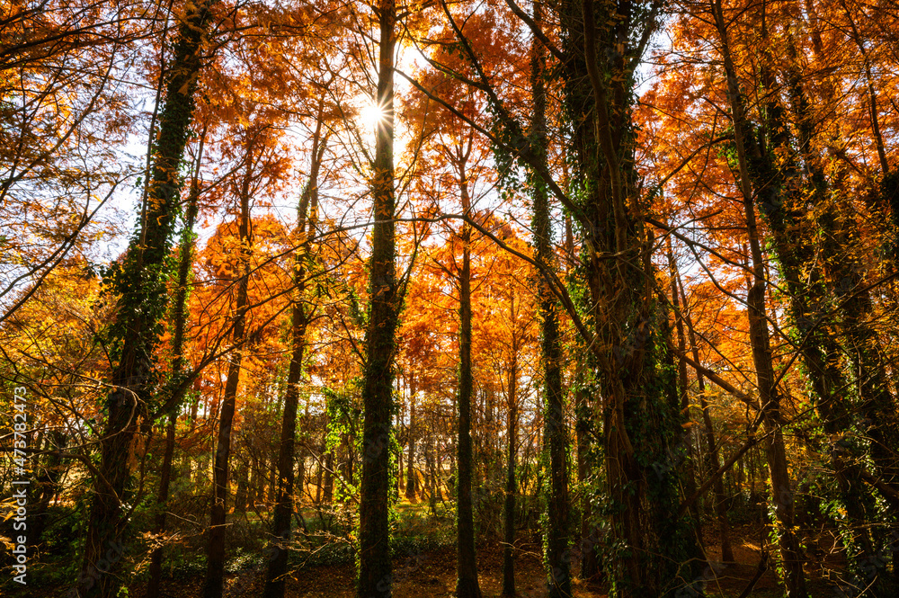 赤く色づく秋のメタセの森