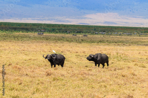 Fototapeta Naklejka Na Ścianę i Meble -  African buffalos or Cape buffalos (Syncerus caffer) in Ngorongoro Crater National Park in Tanzania. Wildlife of Africa