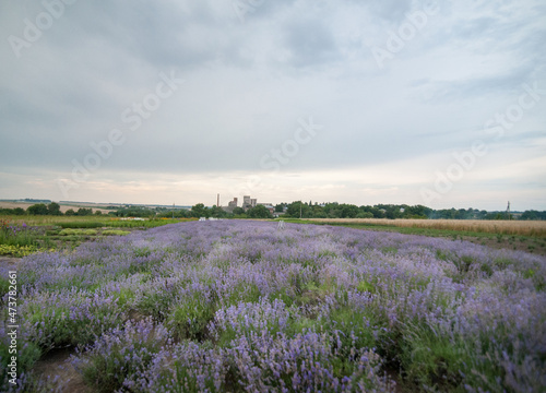 Wide angle photo of a lavender flowers field