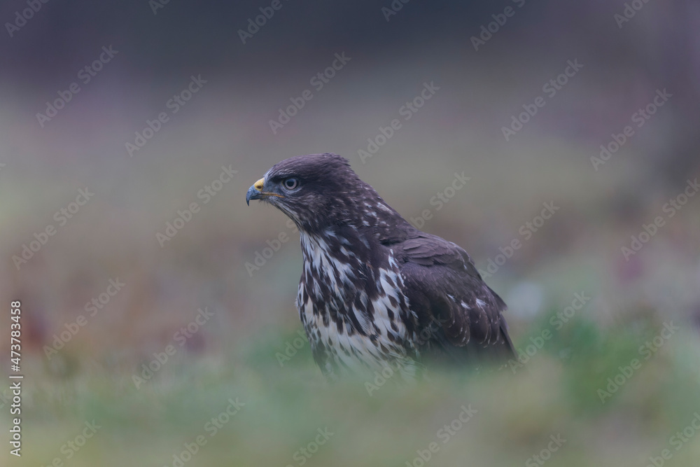 Common Buzzard Buteo buteo in close view Common Buzzard Buteo buteo in close view