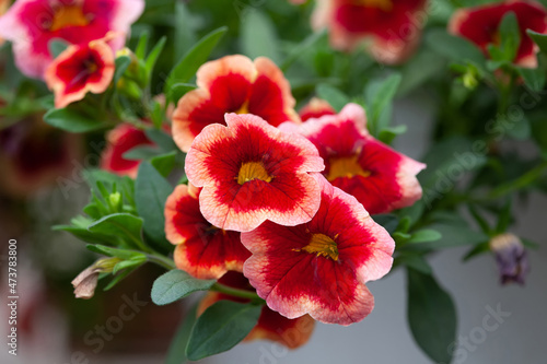 bright peach red calibrachoa flowers, close-up