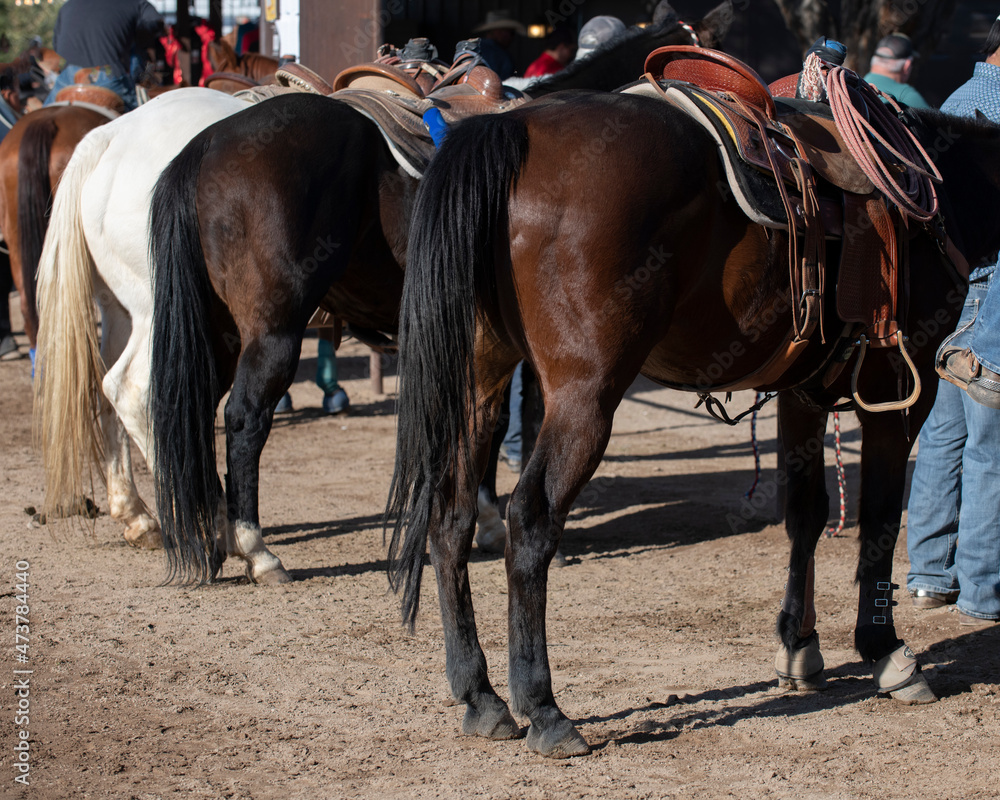 Rearview of beautiful horses in Arizona Rearview of beautiful horses in Arizona