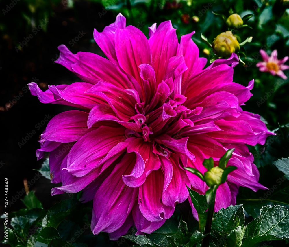 View of dahlia in the garden. Variety - Striped Emory Paul