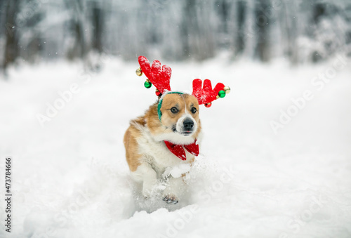 portrait cute a corgi dog puppy in red reindeer Christmas horns stands in a white snowdrift in a winter park