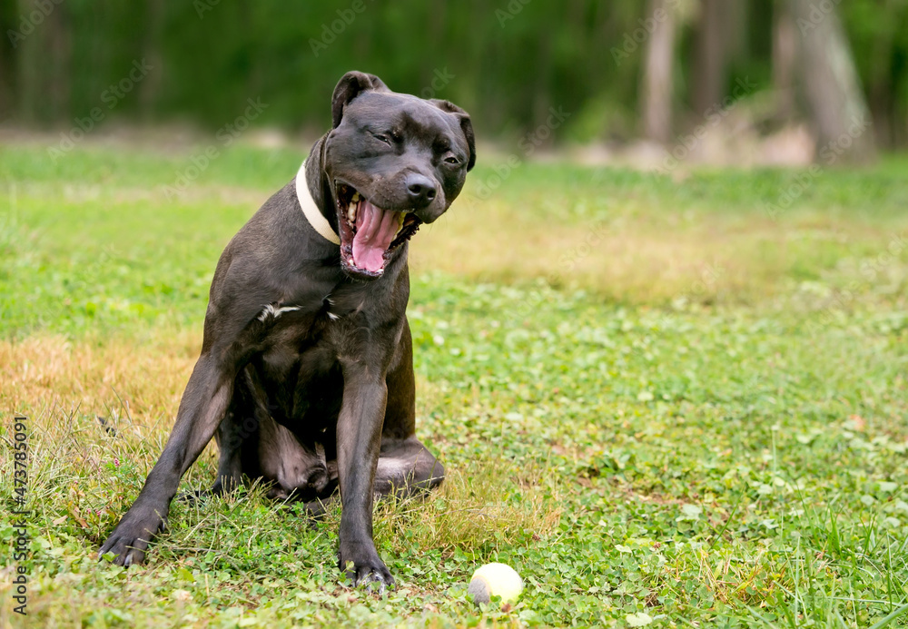 A black Pit Bull Terrier mixed breed dog sitting outdoors and yawning