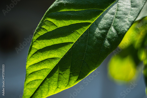 detailed avocado plant leaf upclose 