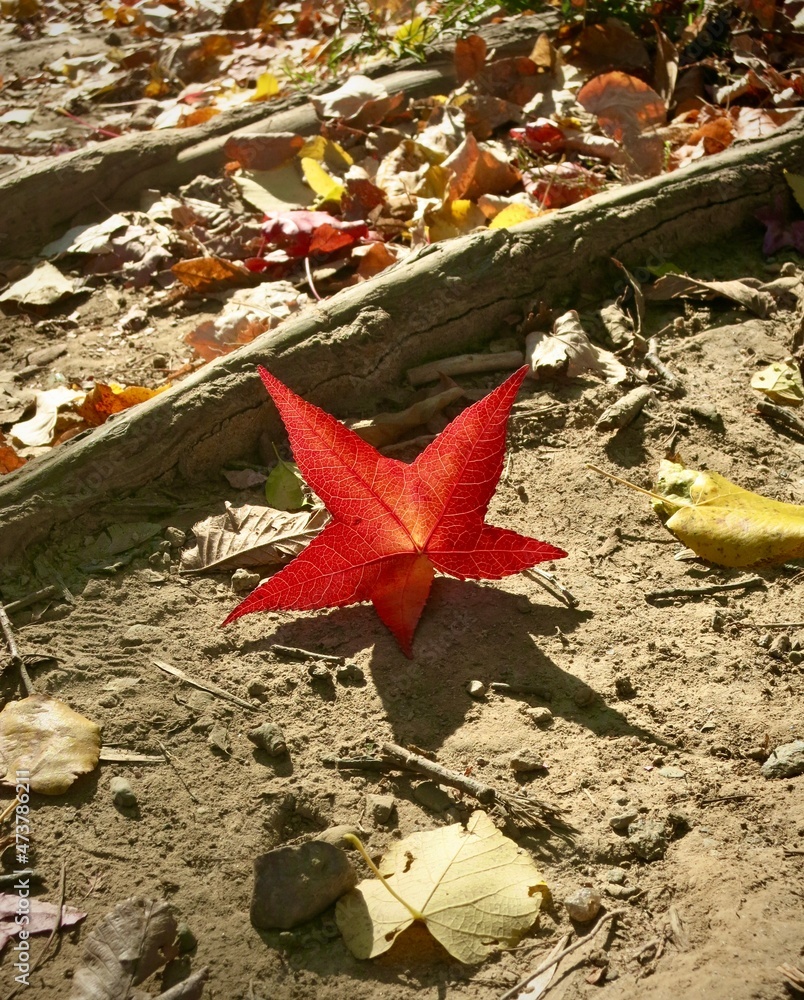 Fall colors in the park.