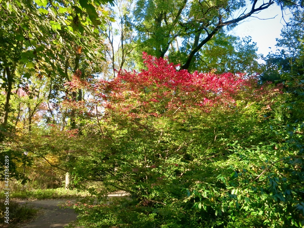 Fall colors in the park.