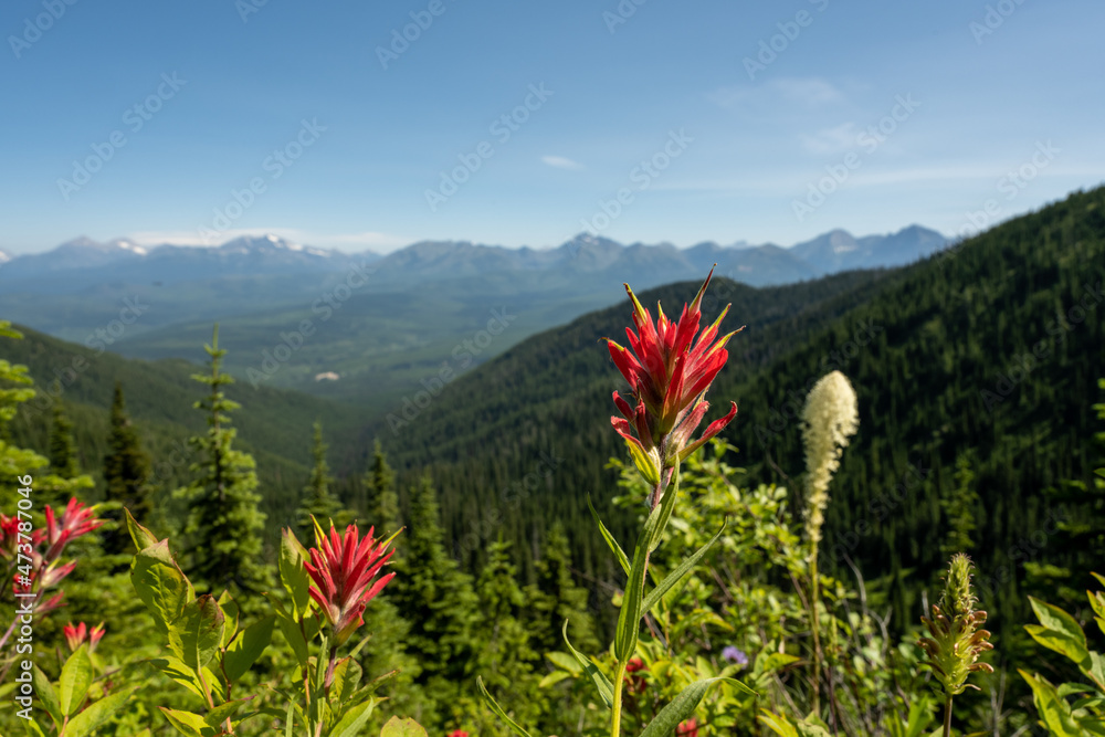 Paintbrush and Beargrass Bloom On Mountain Side