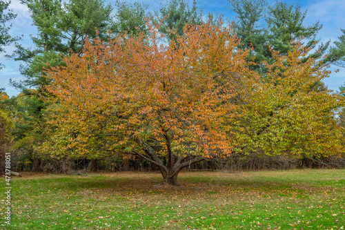 Fall Elm Tree photo