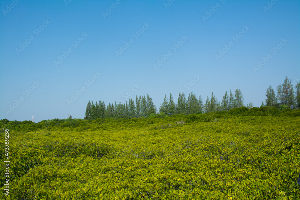 Obraz premium green field and blue sky