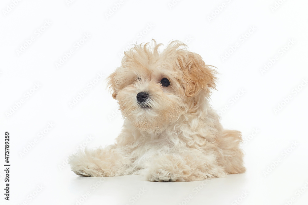 young shaggy puppy maltipu in the studio on a white background young shaggy puppy maltipu in the studio on a white background