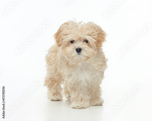 young shaggy puppy maltipu in the studio on a white background