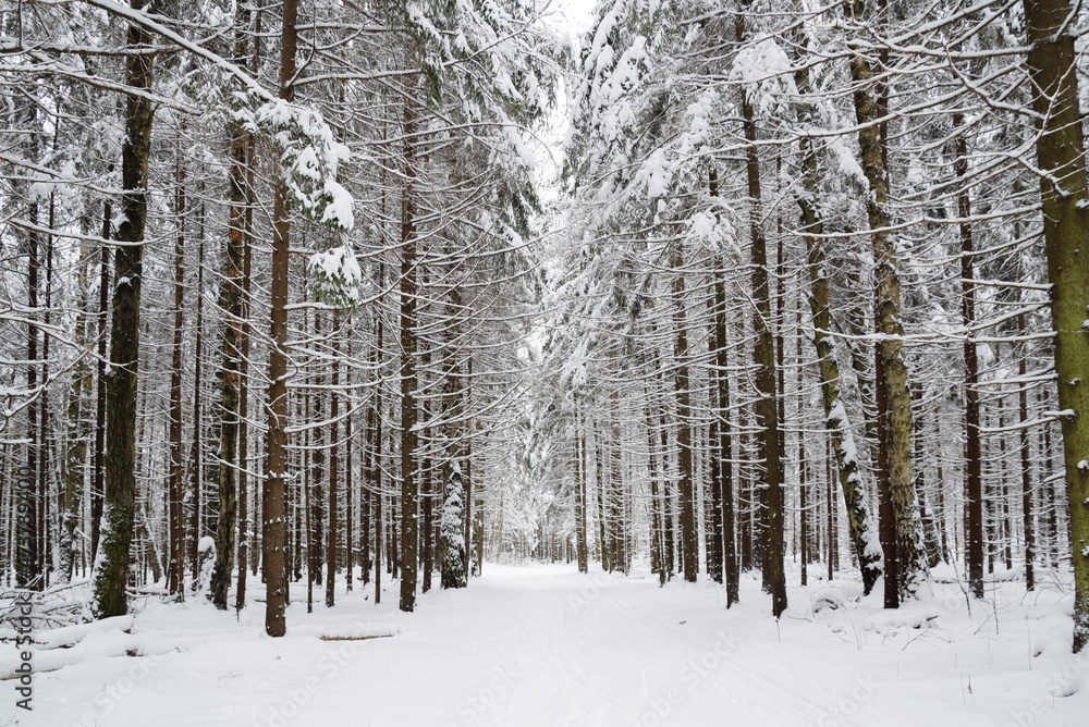 Fototapeta premium Snowy footpath among snow-covered trees in winter forest