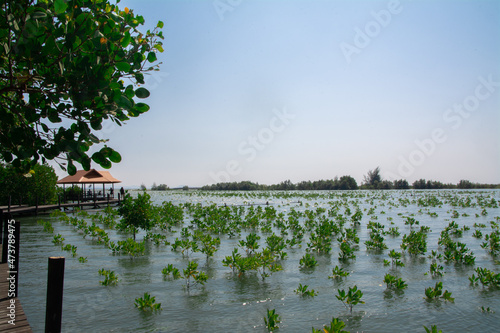 newly planted mangroves
