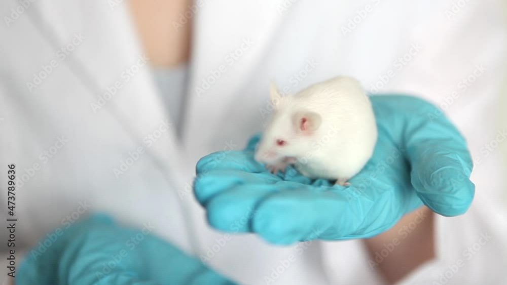 A small white laboratory mouse with red eyes in the hand of a scientist in a blue rubber glove. Woman puts experiments on a laboratory mouse. A small white laboratory mouse with red eyes in the hand of a scientist in a blue rubber glove. Woman puts experiments on a laboratory mouse.