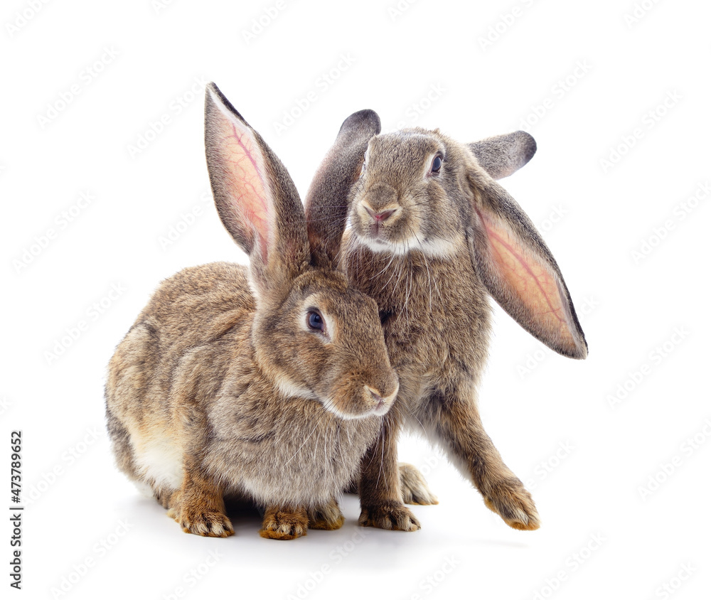 Obraz premium Two brown rabbits.
