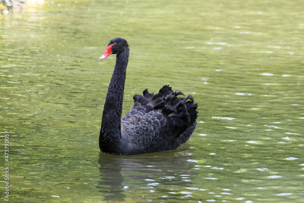 Obraz premium Schwarzer Schwan auf einem See