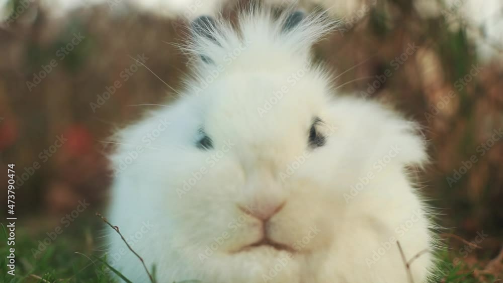 Cute white dwarf rabbit sitting in the yard with green grass Cute white dwarf rabbit sitting in the yard with green grass