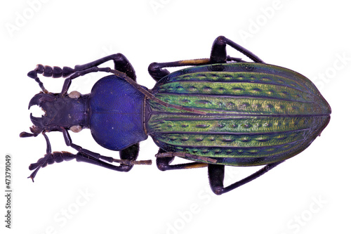 Ground beetle Carabidae Carabus Apotomopterus davidis from China photo