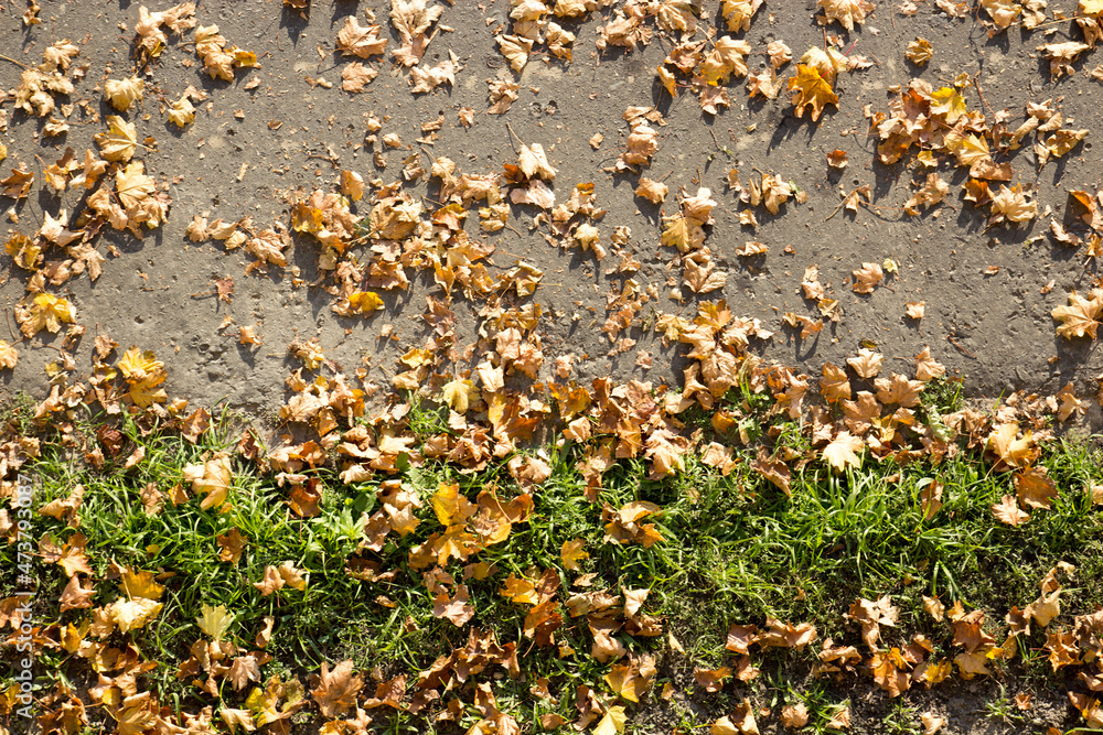 Obraz premium Yellow leaves lie on the green grass and asphalt