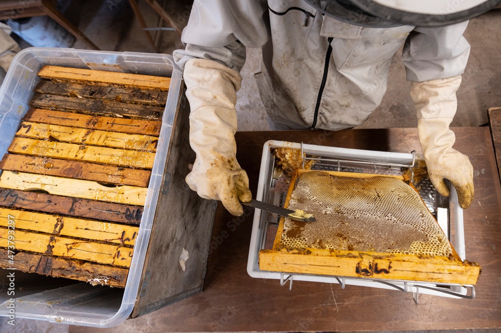 Beekeeper extracting honey from beehive in shed Beekeeper extracting honey from beehive in shed
