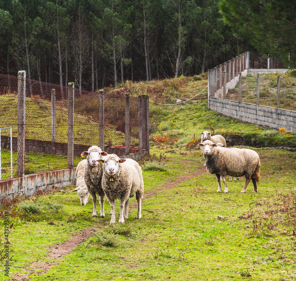 Fototapeta premium Sheep flock Walking freely in Orense, Galicia
