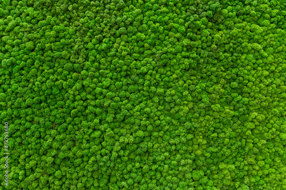 custom made wallpaper toronto digitalClose-up surface of the wall covered with green moss. Modern eco friendly decor made of colored stabilized moss. Natural background for design and text.