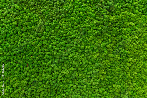 Close-up surface of the wall covered with green moss. Modern eco friendly decor made of colored stabilized moss. Natural background for design and text.