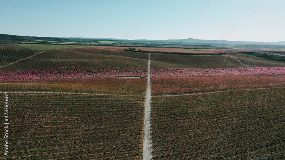 Aerial panorama of country road cutting through vast peach tree orchard in spring Aerial panorama of country road cutting through vast peach tree orchard in spring
