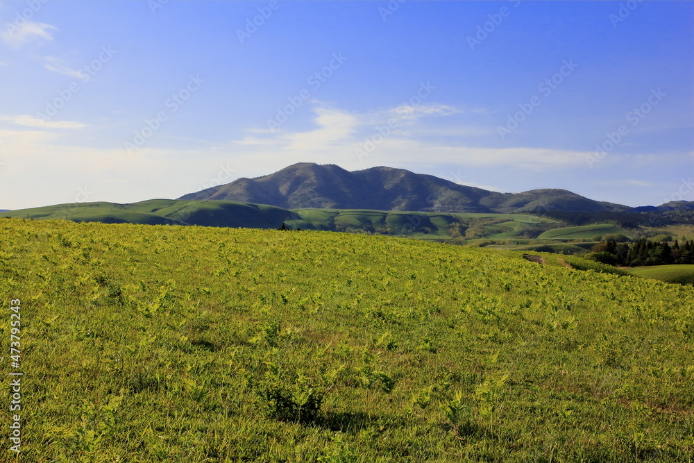 高原の牧草地