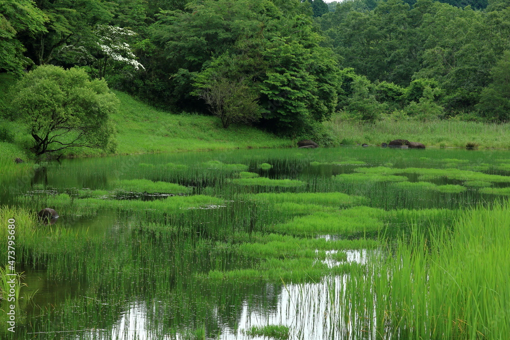 Fototapeta premium 湿原地