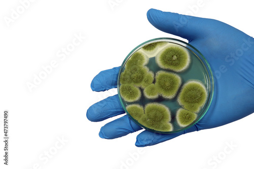 Penicillium expansum grows in Malt Extract Agar with Petri dish hold in hand wears nitrile glove for isolating cultivate yeast, mold and fungal samples, in medical health laboratory analysis disease. photo