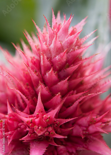 Aechmea fasciata flower- pink flowering plant in the Bromeliaceae family © JoannaTkaczuk